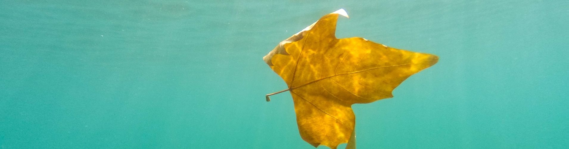 żółty liść w wodzie